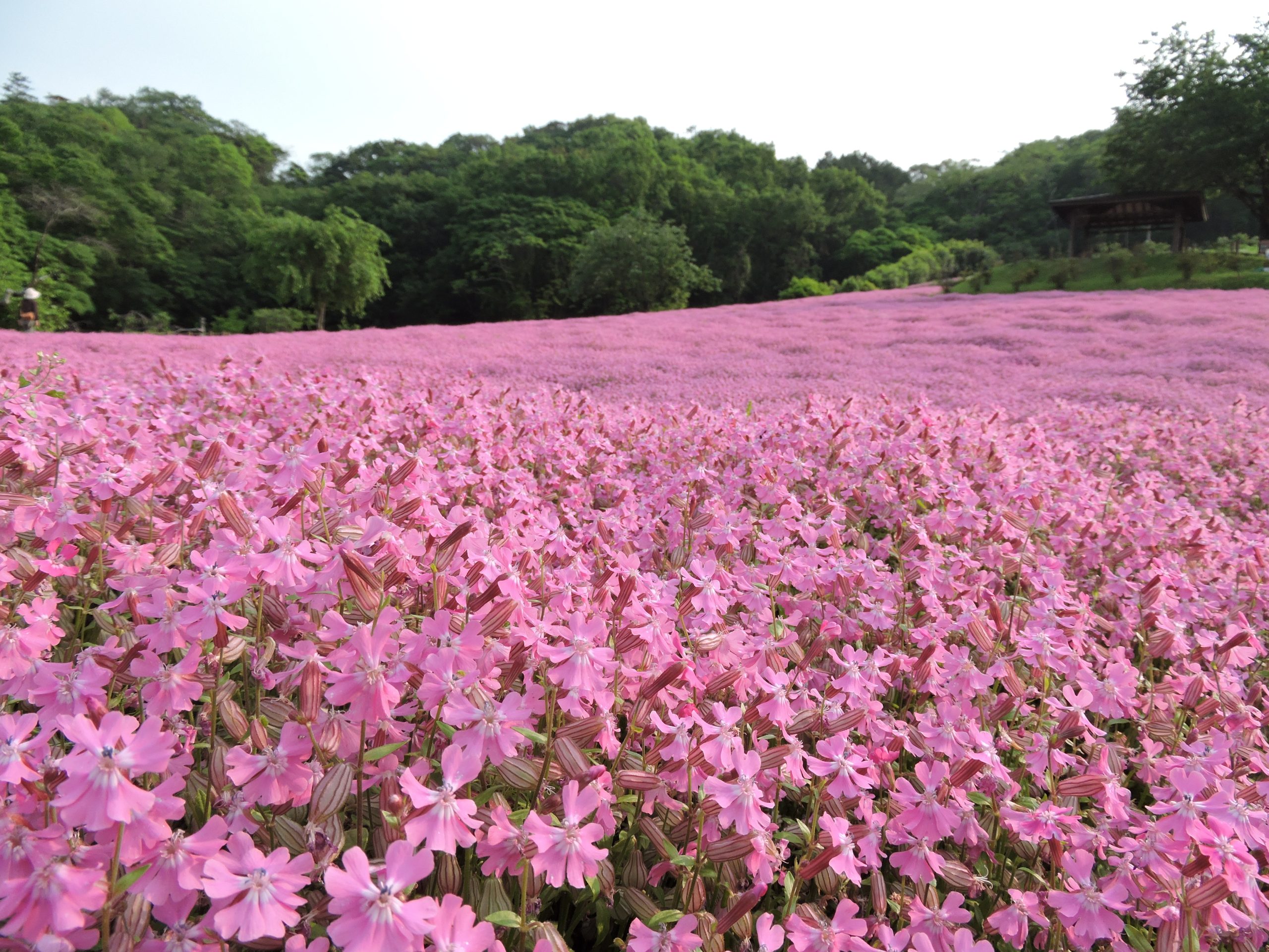 6月14日（土）医局説明会